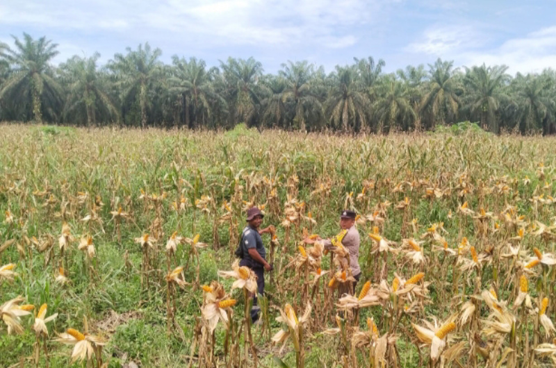Ketahanan Pangan Polsek Kandis, Jagung Tumbuh Subur dan Berkembang Baik